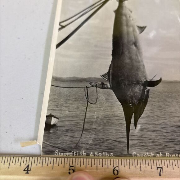Original VTG New Zealand Government Publicity Photo Swordfish Caught @ Russell - Picture 2 of 6